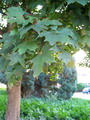 Norway Maple